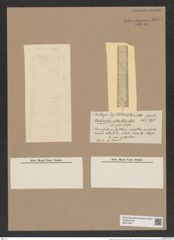Dactyliosolen antarcticus Cstr. (de-Toni-Nr.: Genus 110, Species 3278) Zeichnungen Sammlung Grunow Nr. 6674 (NHMW-BOT-W0375467)